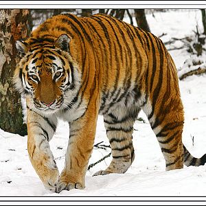 Amur Tiger
