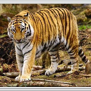 amur tiger