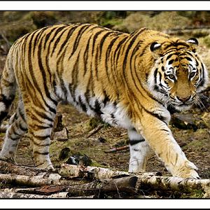 Amur Tiger