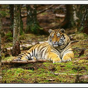 amur tiger