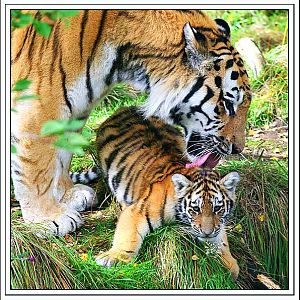 amur tiger & cub