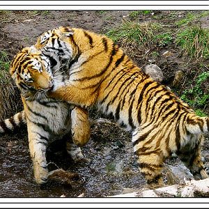 amur tiger cubs