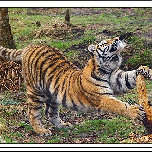 amur tiger stretch