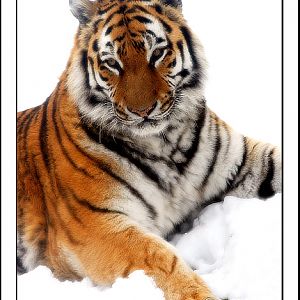 amur tiger in the snow