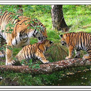 amur tiger and 3 cubs