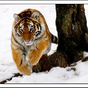 amur tiger in the snow