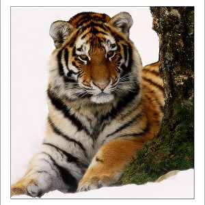 amur tiger in the snow