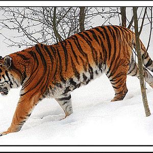 amur tiger in the snow