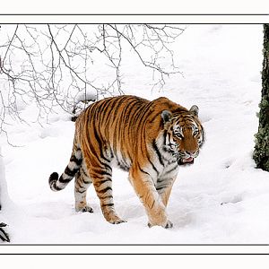 amur tiger in the snow