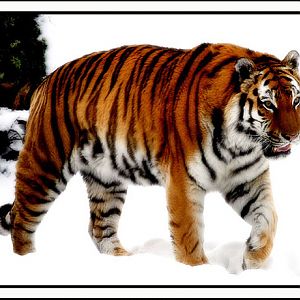 amur tiger in the snow