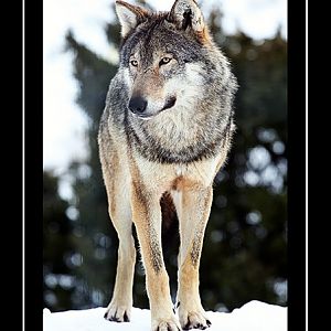 European Wolf