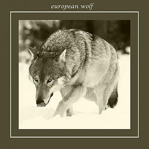 European Wolf