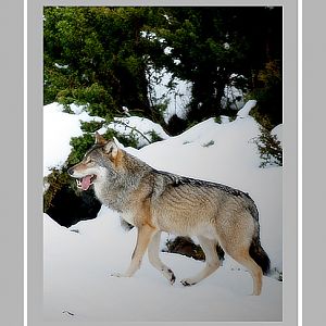 European Wolf