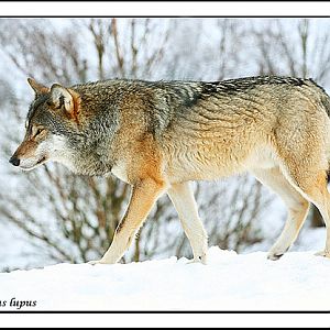 European Wolf