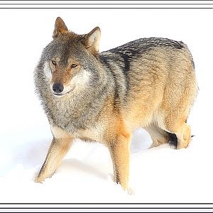 European Wolf