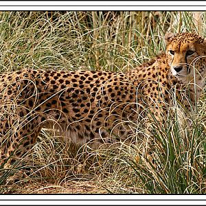 Cheetah