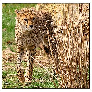 Cheetah