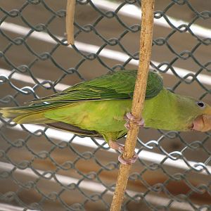 Plum-headed parakeet chick