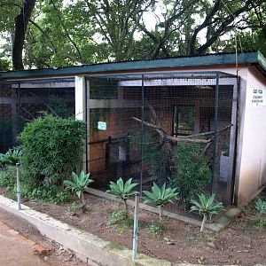 Tsimbazaza Zoo - Fossa exhibit