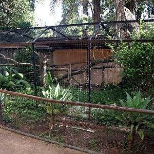 Tsimbazaza Zoo - Buzzard aviary