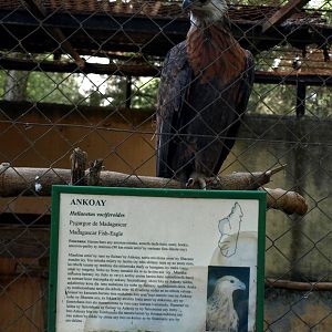 Tsimbazaza Zoo - Fish eagle