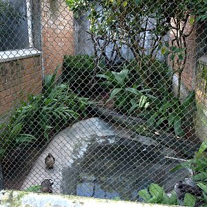 Tsimbazaza Zoo - Duck aviary