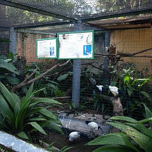 Tsimbazaza Zoo - Ibis aviary