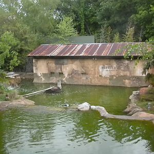 South American waterfowl