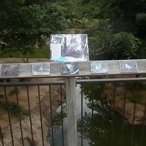 South American waterfowl