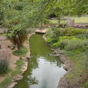 South American waterfowl