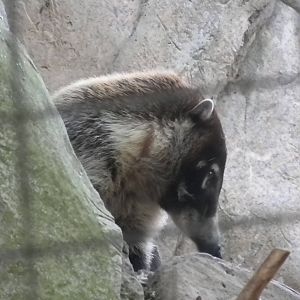 Coati