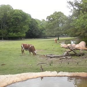 North American plains