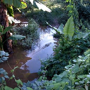 Tsimbazaza Zoo - Crocodile exhibit
