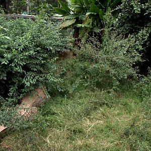 Tsimbazaza Zoo - Crocodile exhibit