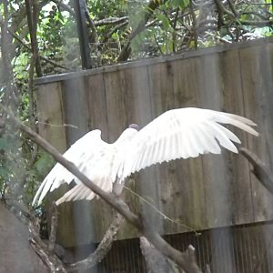 Albino Turkey Vulture