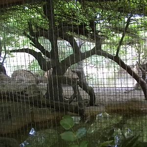 White Tiger exhibit