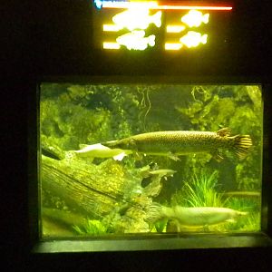 Reptile Building and Aquarium