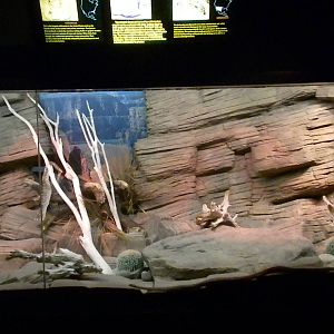 Rattlesnake exhibit