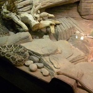 Rattlesnake exhibit
