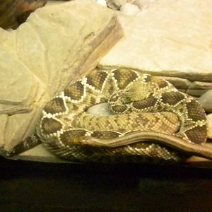 Rattlesnake exhibit
