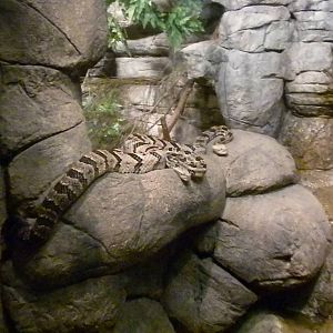Canebrake Rattlesnake