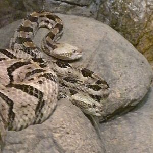 Canebrake Rattlesnake