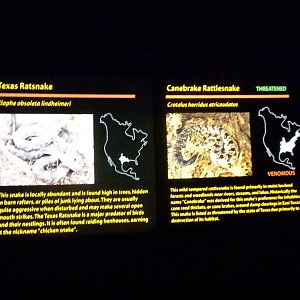 Canebrake Rattlesnake and Ratsnake signs