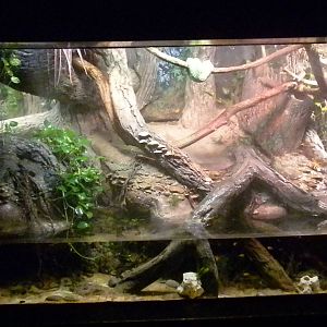 Gree Tree Boa exhibit
