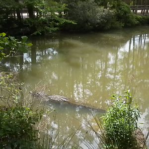 Alligator