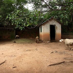 Tsimbazaza Zoo - Children's Zoo