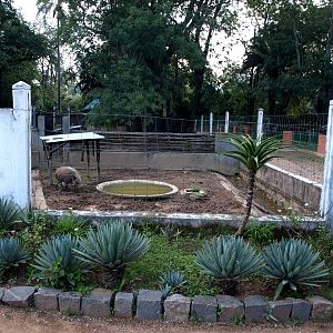 Tsimbazaza Zoo - Bush pig exhibit