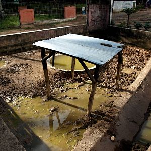 Tsimbazaza Zoo - Bush pig exhibit