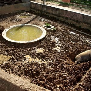 Tsimbazaza Zoo - Bush pig exhibit