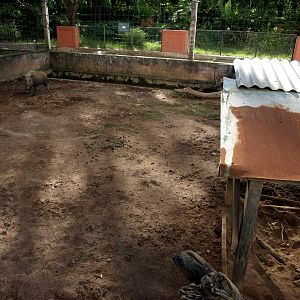 Tsimbazaza Zoo - Bush pig exhibit